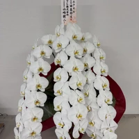 画像234